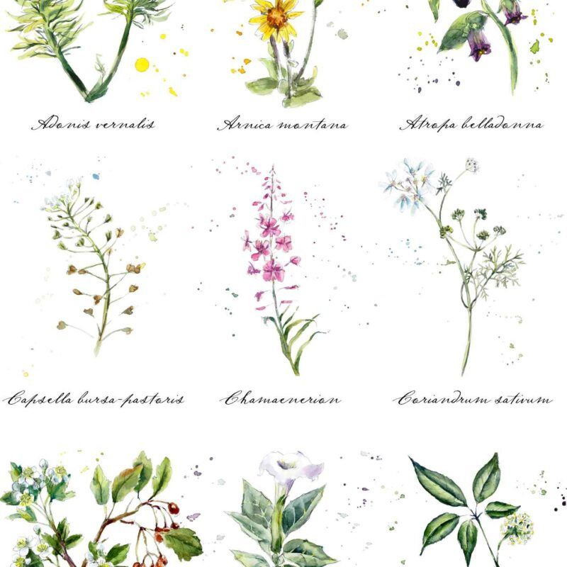Seating plan acuarela plantas